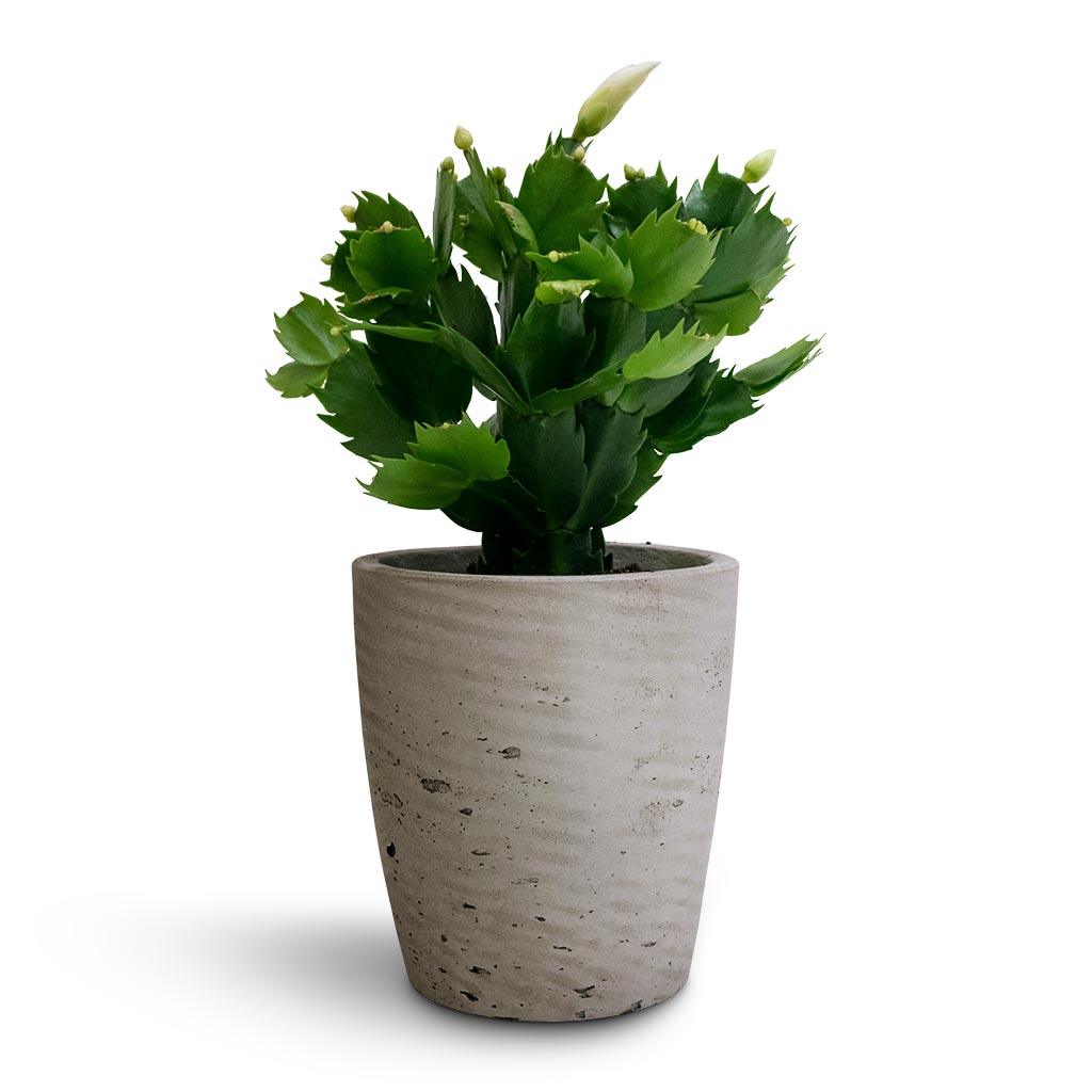 Gerben Plant Pot - Grey Washed & Schlumbergera - Christmas Cactus - White
