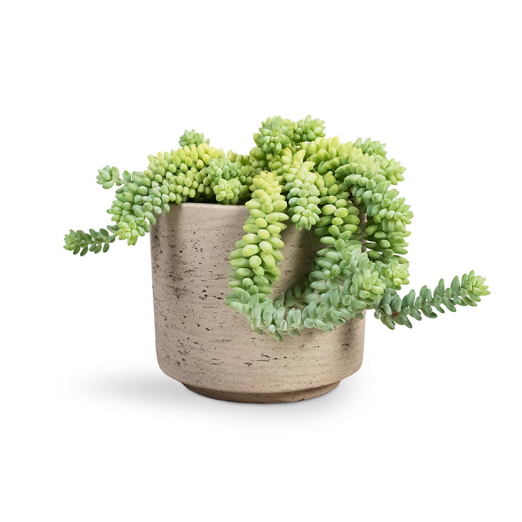 Sedum Burrito - Donkey Tail Houseplant & Novi Plant Pot - Grey Washed