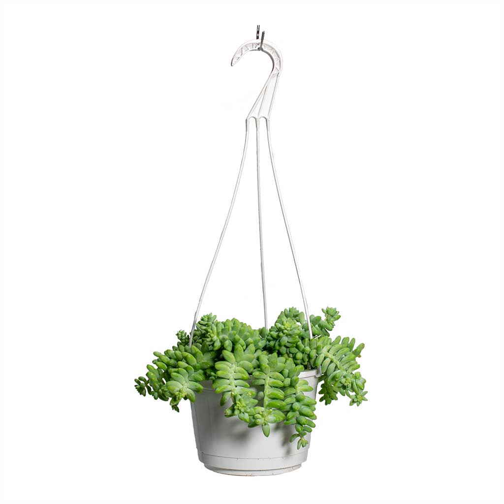 Sedum Burrito - Donkey Tail - Large