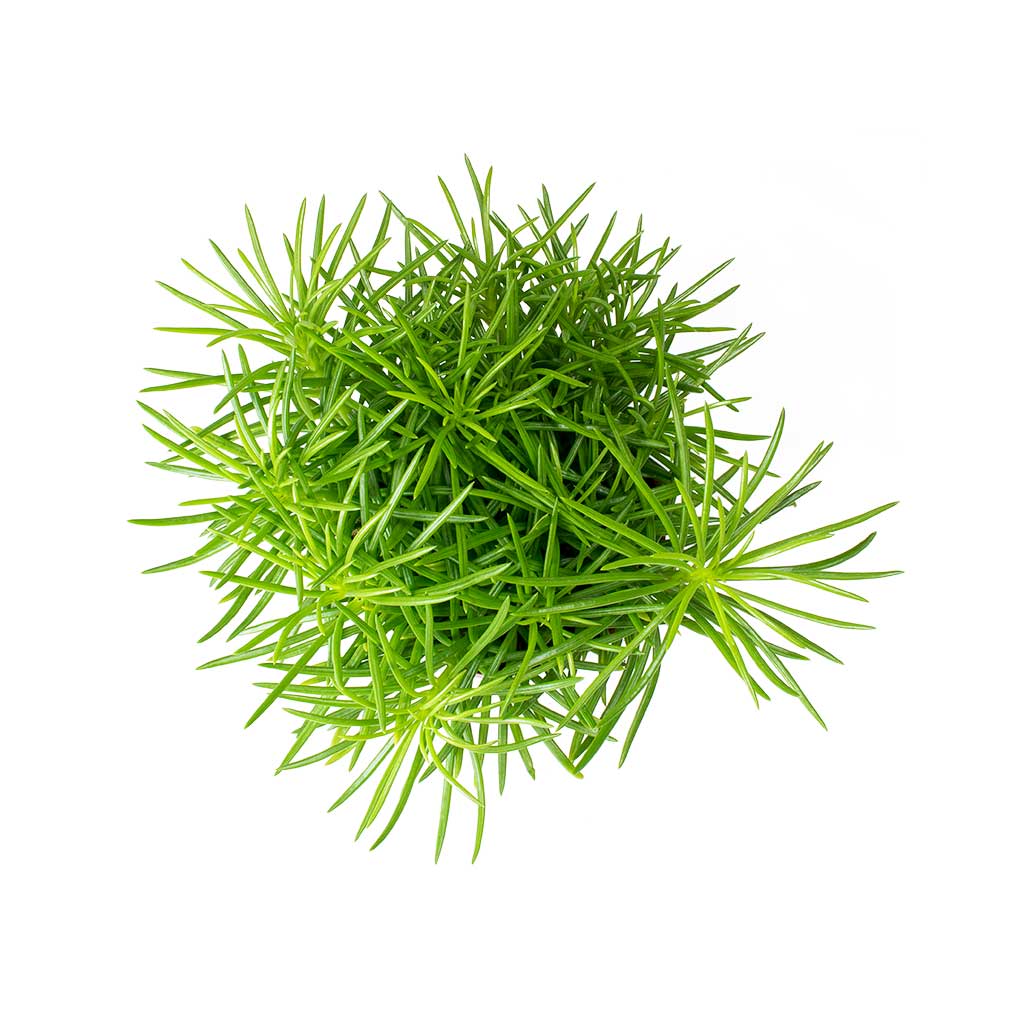 Senecio Himalaya - Himalaya Groundsel Top