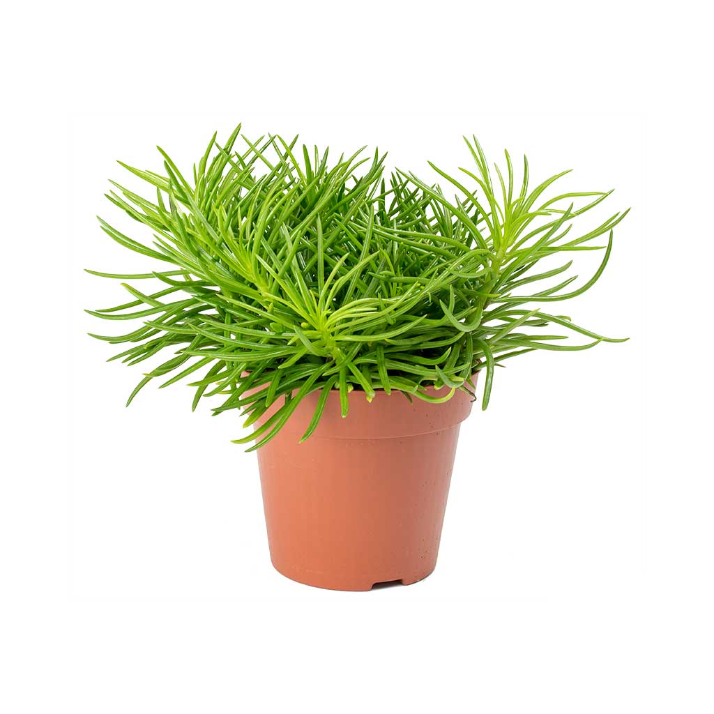 Senecio Himalaya - Himalaya Groundsel 20cm