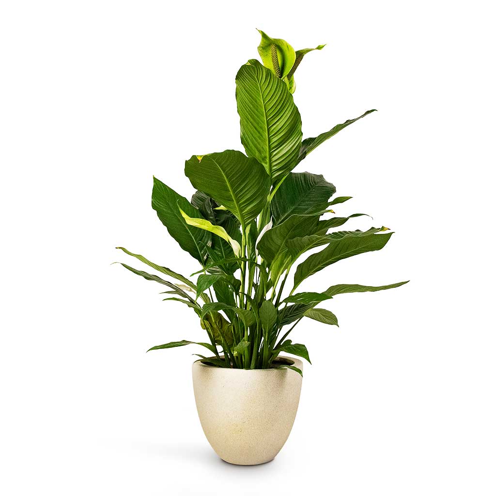 Spathiphyllum Sebastiano Peace Lily Houseplant & Grigio Egg Pot Planter Antique White Concrete