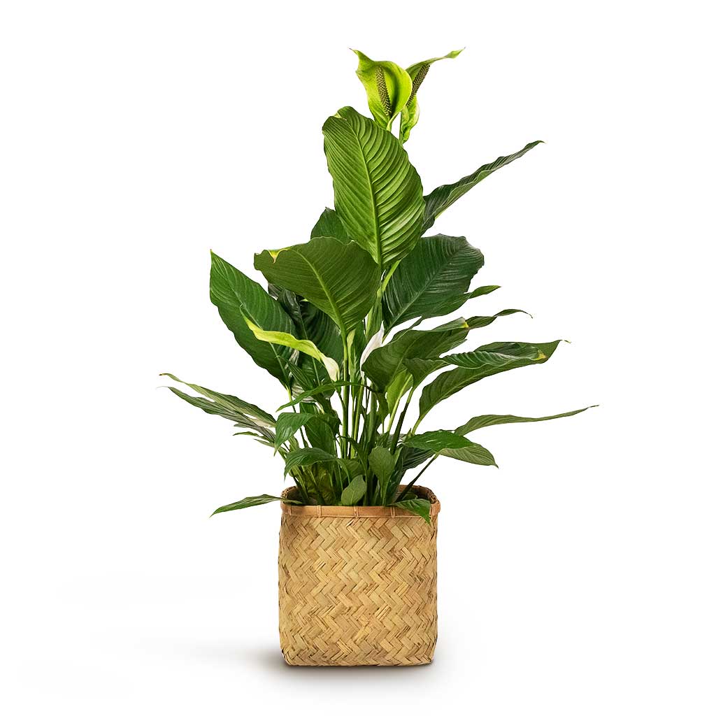 Spathiphyllum Sebastiano Peace Lily Houseplant & Kobe Bamboo Planter