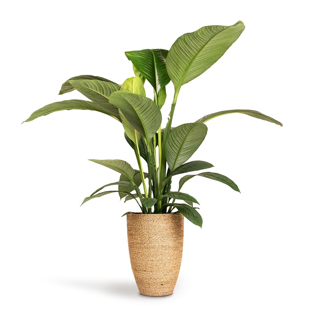 Spathiphyllum Sensation Peace Lily & Ben Plant Pot Straw Grass