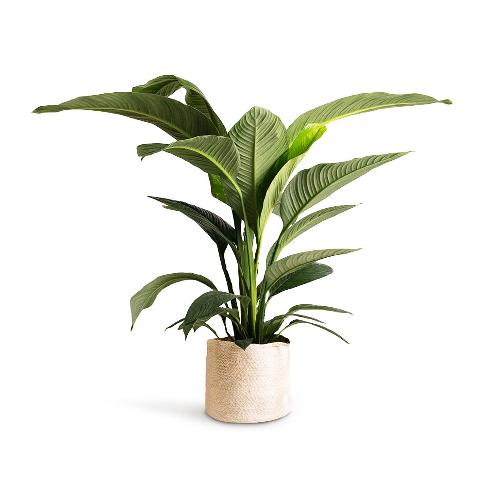 Spathiphyllum Sensation Peace Lily & Stefan Plant Baskets Set of 3 Natural