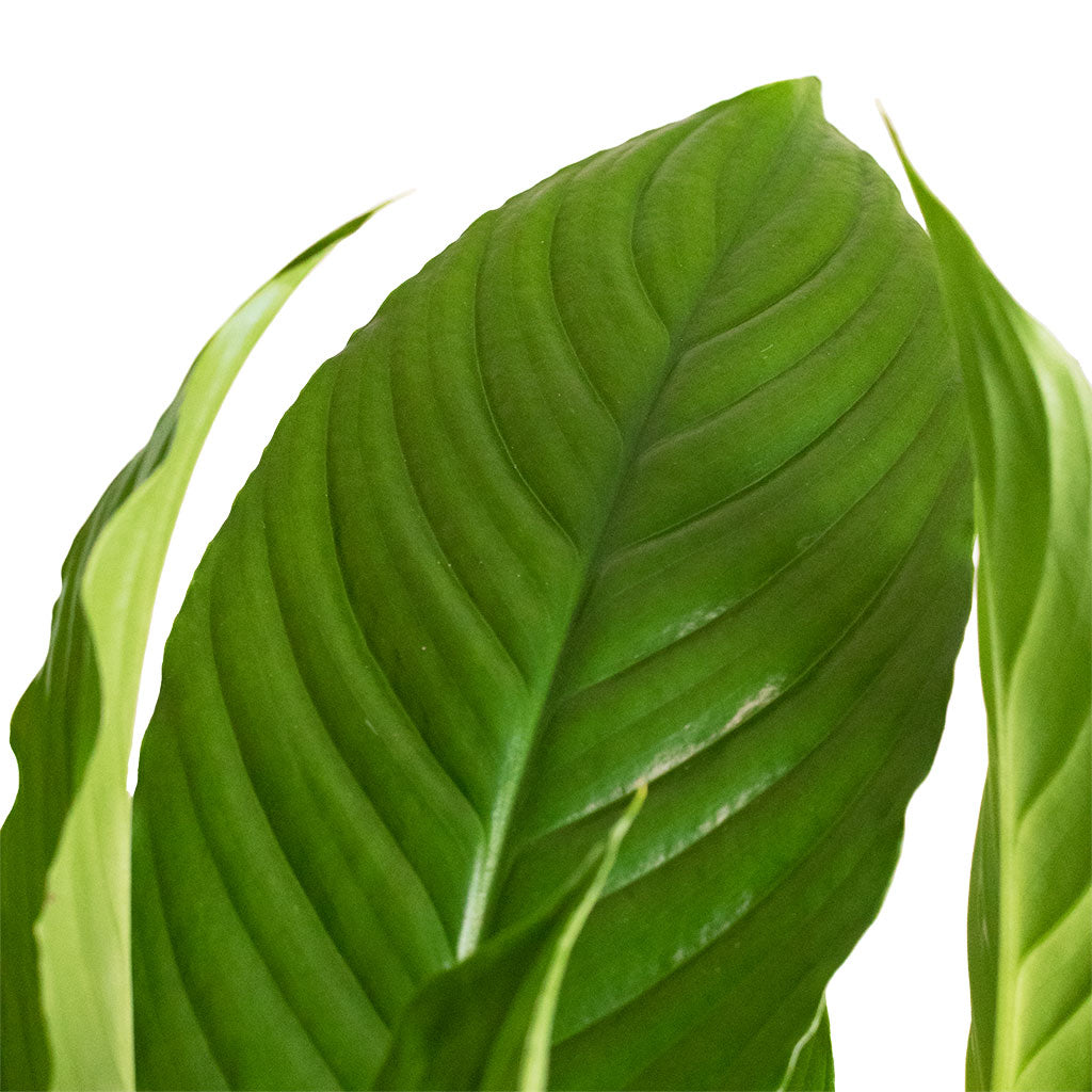 Spathiphyllum Vivaldi - Peace Lily Leaf