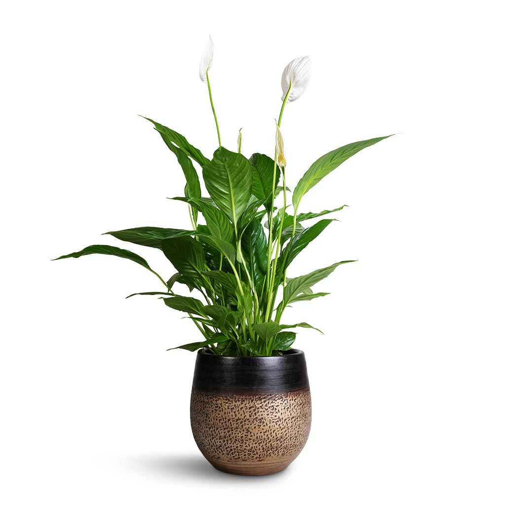 Spathuphyllum Vivaldi Peace Lilly & Mya Plant Pot Deep Champagne