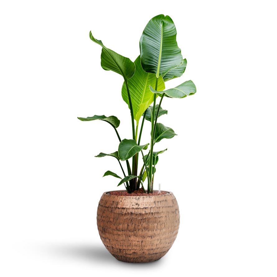 Strelitzia nicolai - Bird of Paradise - Hydroculture Indoor Plant & Opus Hammered Globe Planter - Gold