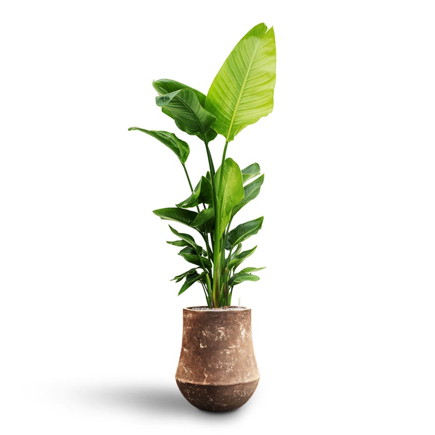 Strelitzia nicolai - Bird of Paradise - Hydroculture Polystone Coated Darcy Planter - Rock