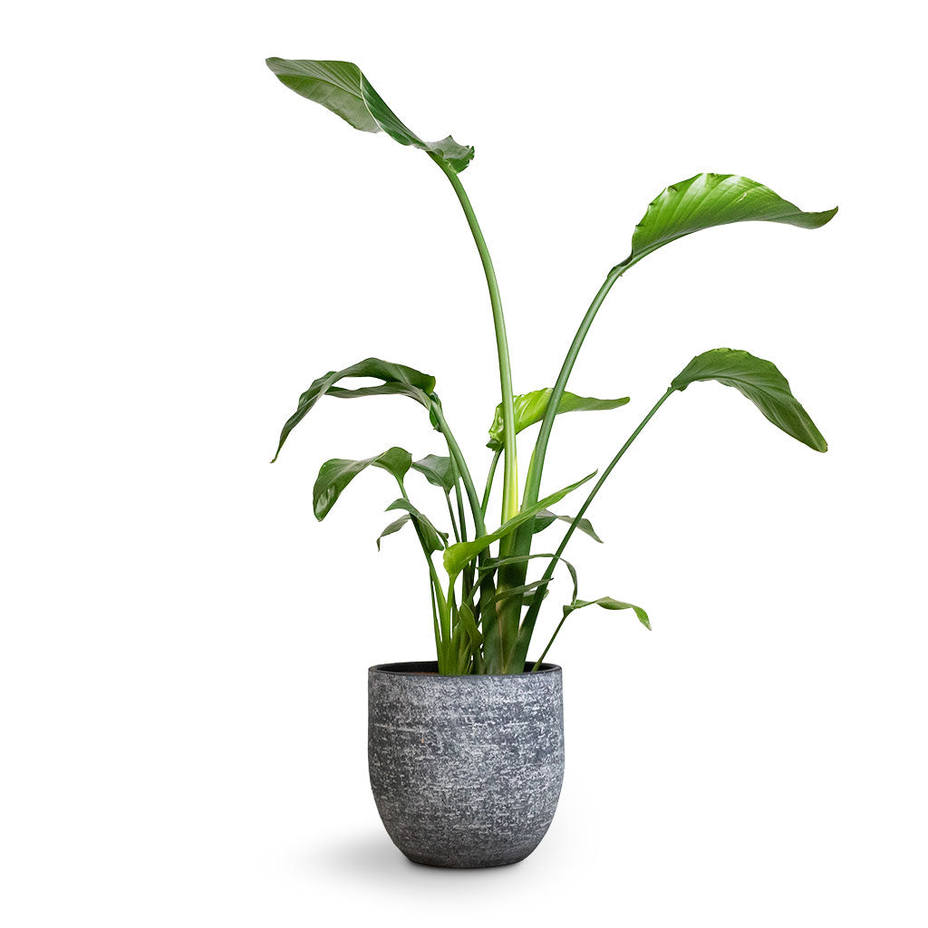 Cas Plant Pot - Anthracite & Giant White Bird of Paradise