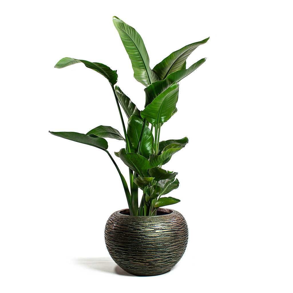 Strelitzia nicolai Giant White Bird of Paradise with Luxe Lite Wrinkle Globe Planter Bronze