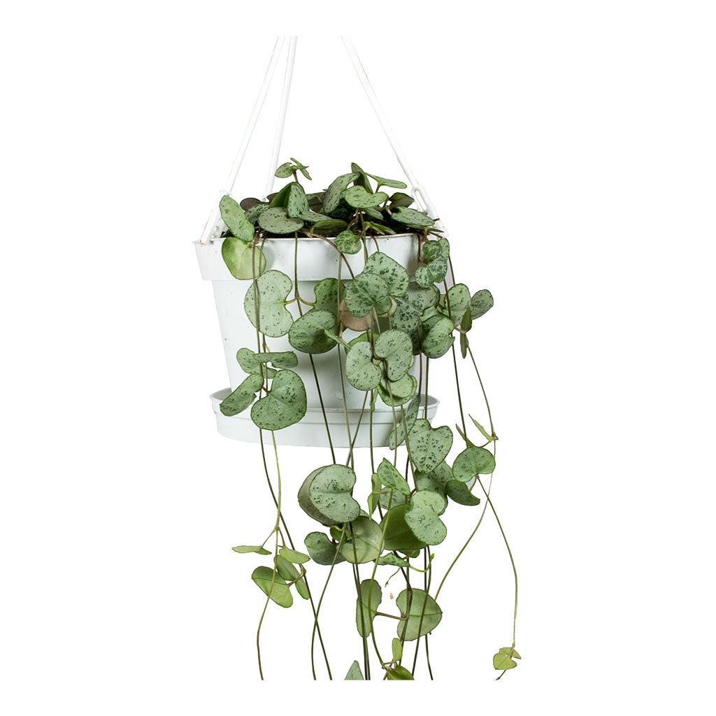 Ceropegia woodii - String of Hearts