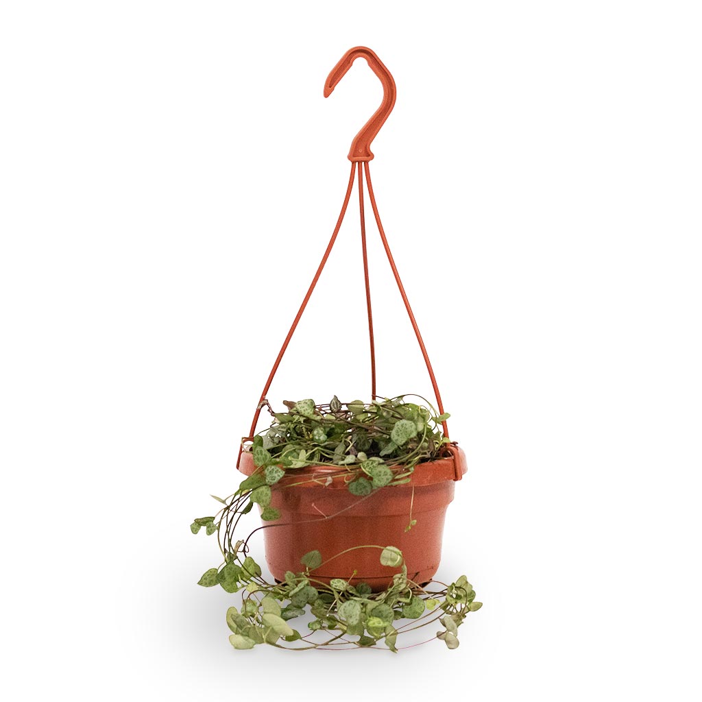 Ceropegia woodii - String of Hearts Hanger