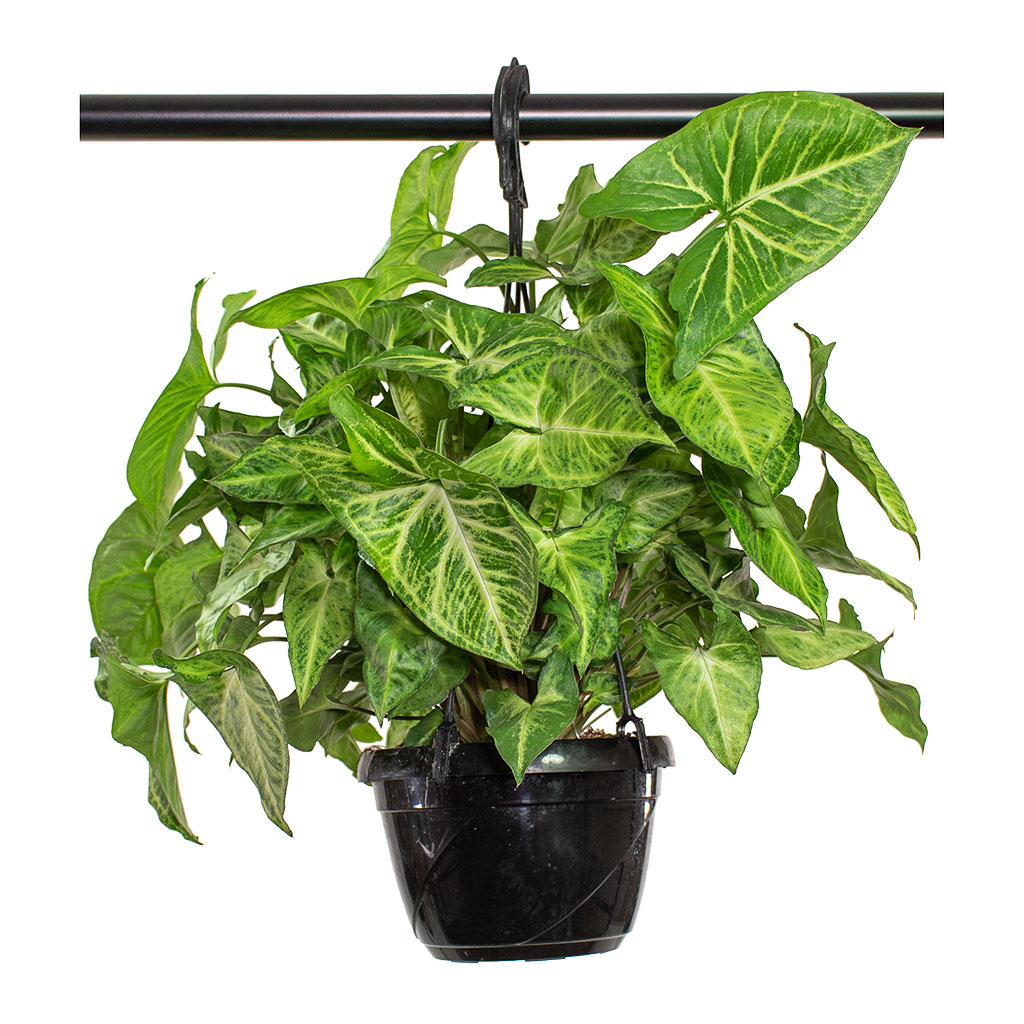 Syngonium nephphytis Arrow Arrow Plant Hanging
