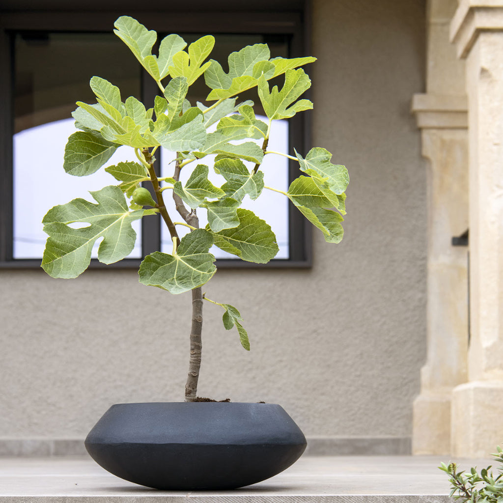 Tara Natural Planter - Black & Fig In Shade