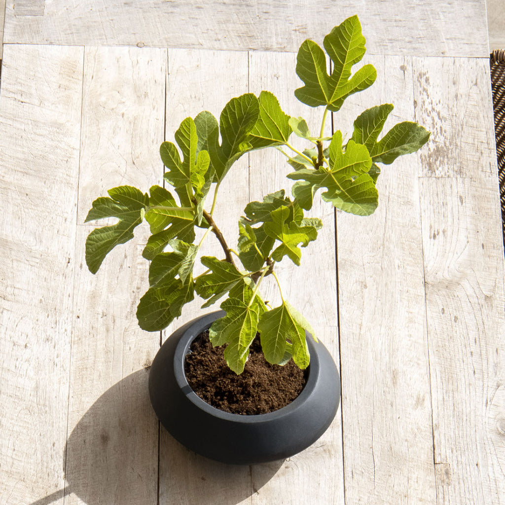 Tara Natural Planter - Black & Fig Above