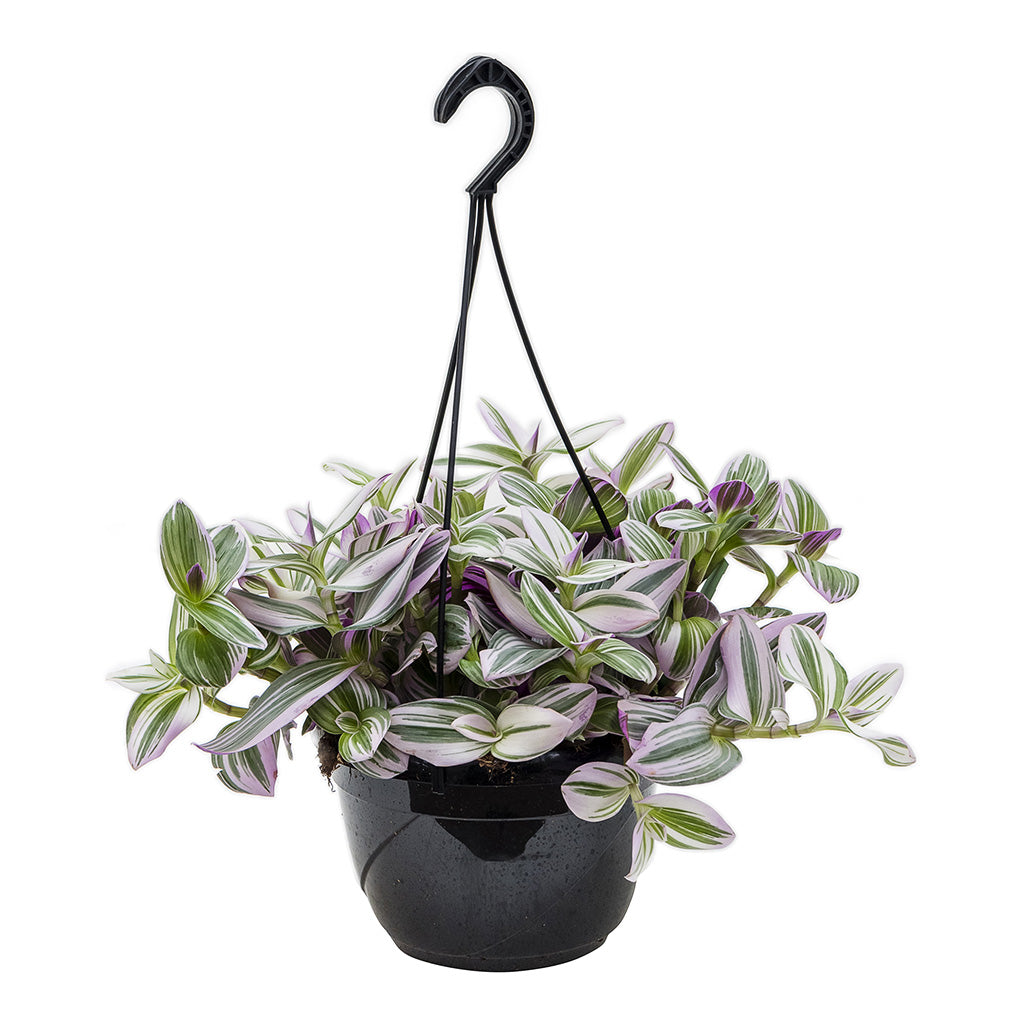 Tradescantia albiflora Nanouk Fantasy Venice Large