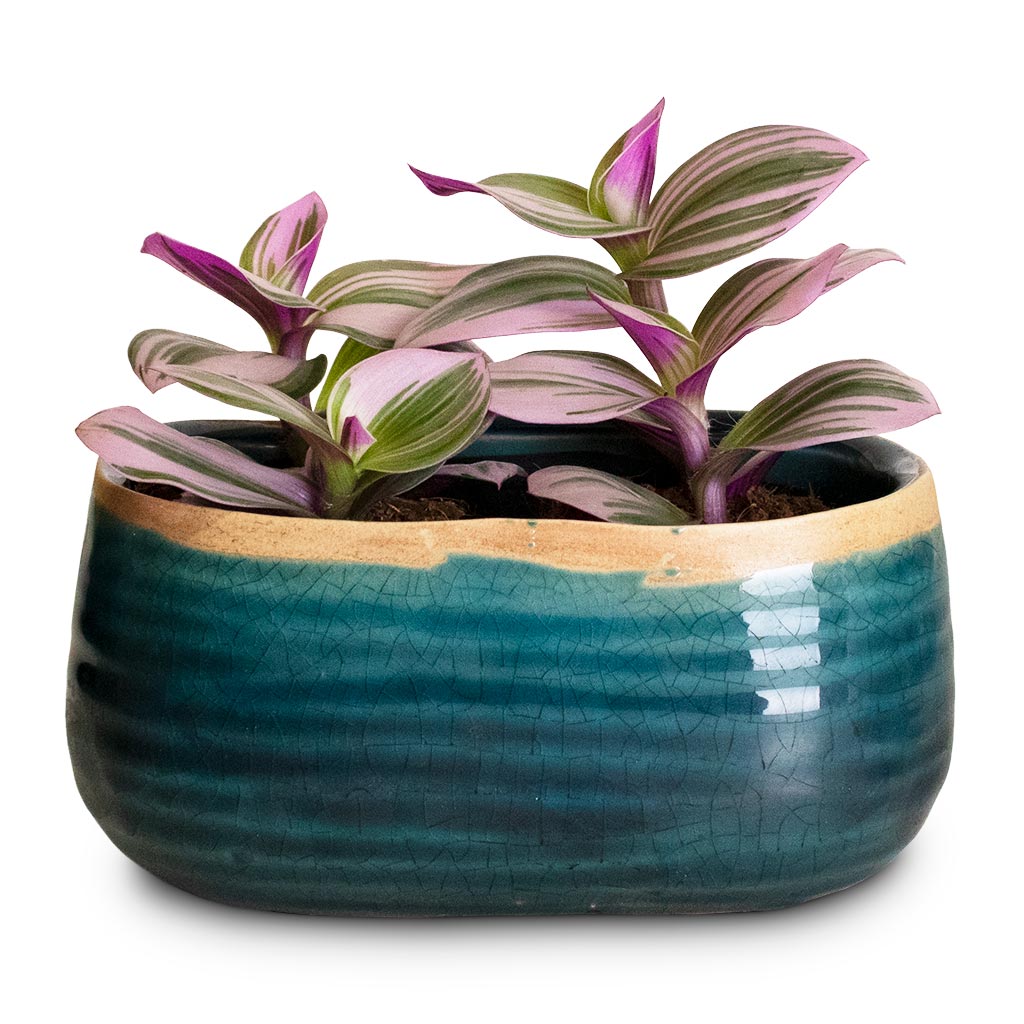 Tradescantia albiflora Nanouk - Fantasy Venice (2 Plants) & Iris Oval Plant Bowl - Turquoise