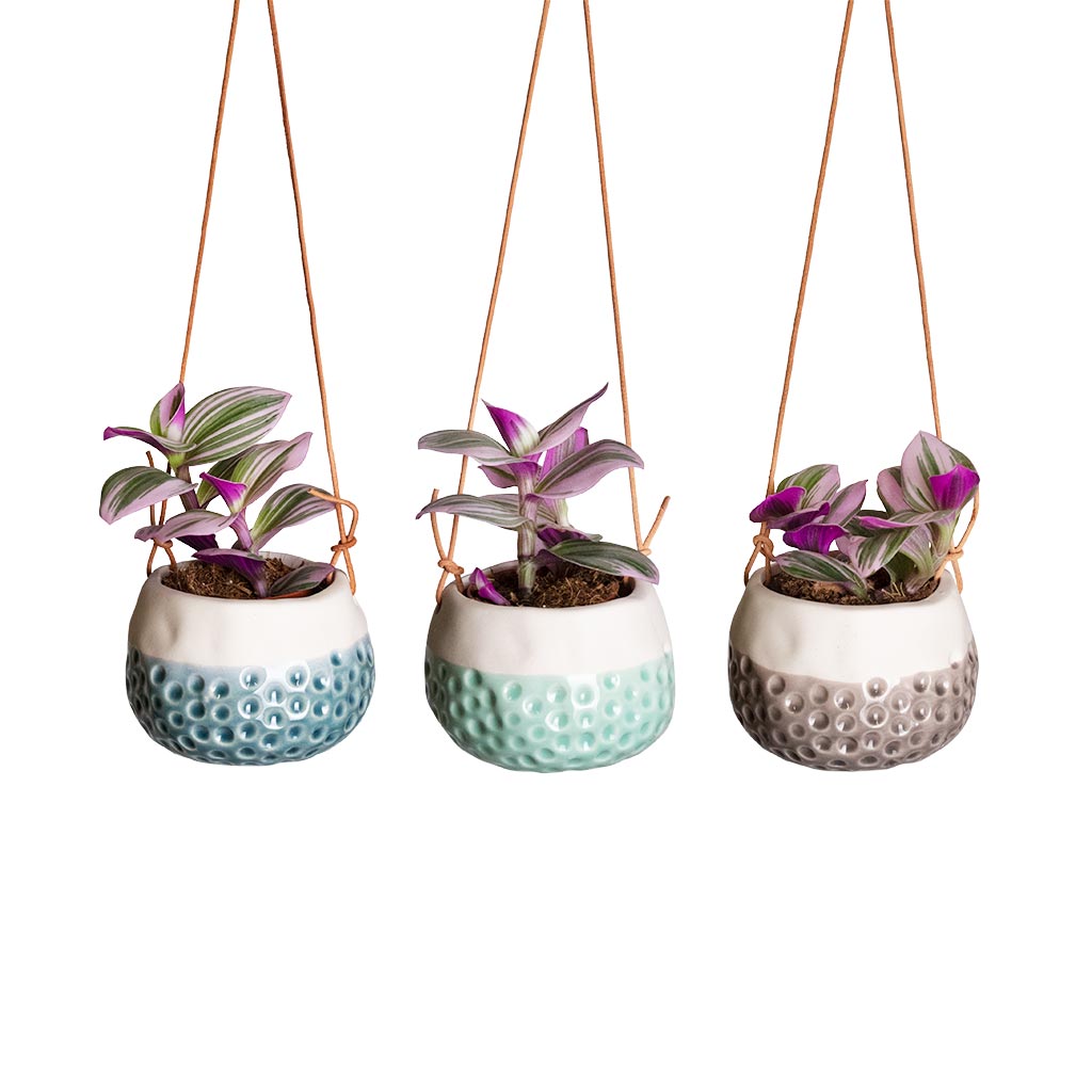 Baby Dotty Hanging Indoor Pot Trio