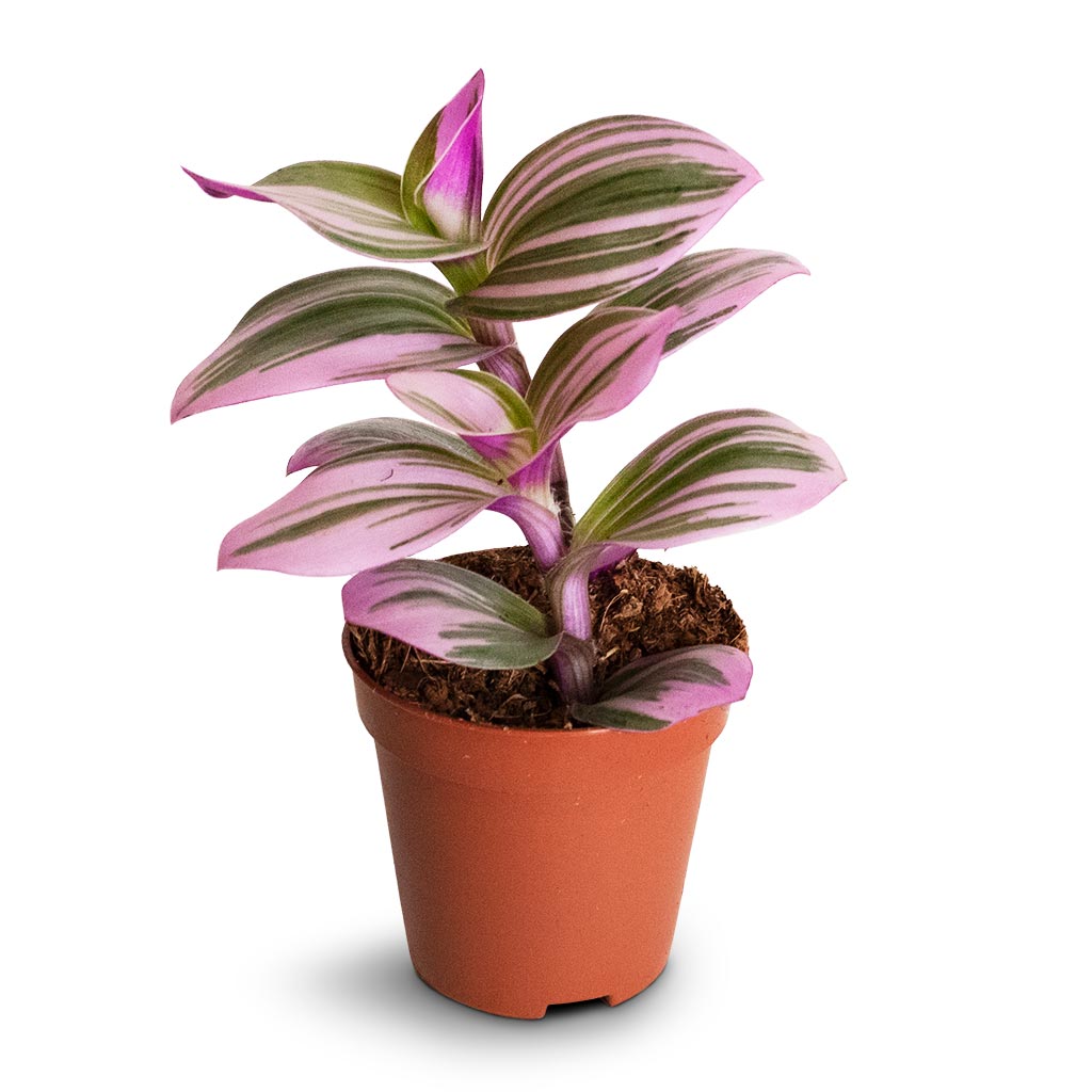 Tradescantia albiflora Nanouk - Fantasy Venice Extra Small