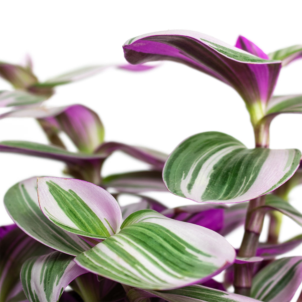 Tradescantia albiflora Nanouk Fantasy Venice Close-Up