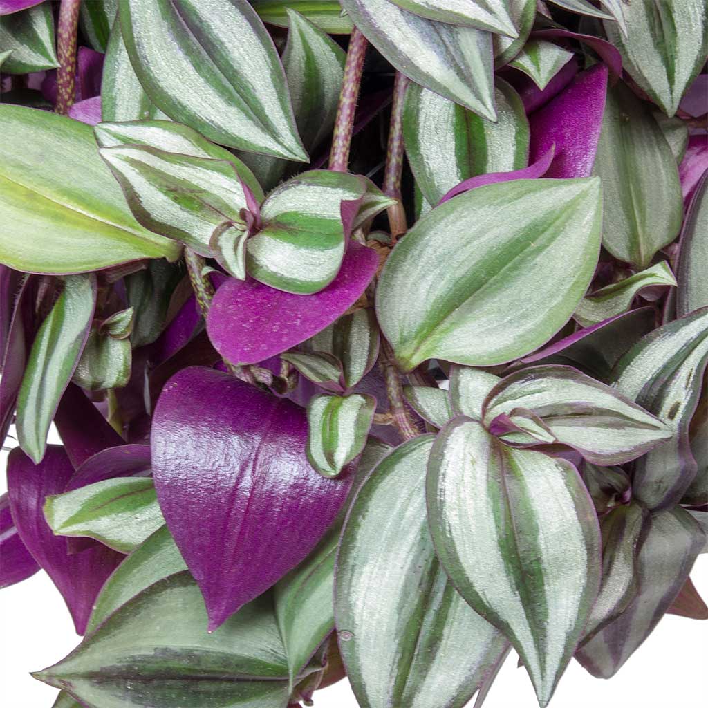 Tradescantia zebrina - Wandering Jew Leaves