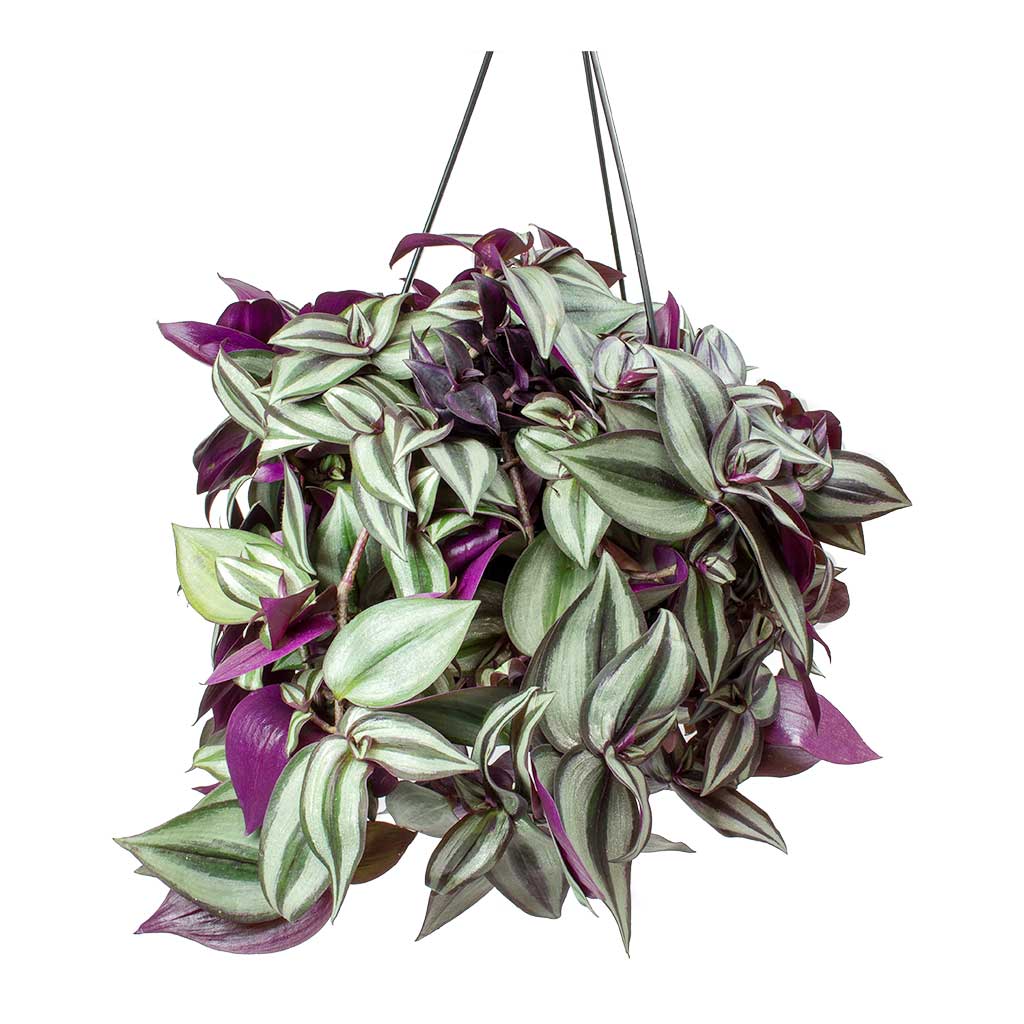 Tradescantia zebrina - Wandering Jew