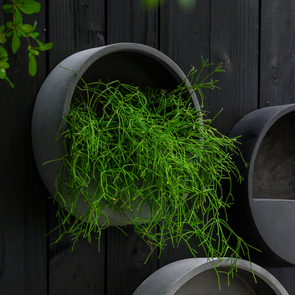 Wally Natural Wall Planter - Black & Rhipsalis