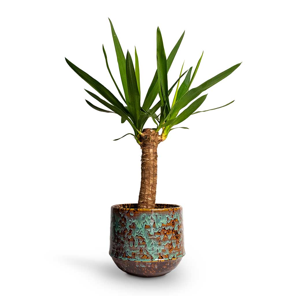 Yucca elephantipes Spineless Yucca & Noud Plant Pot - Marrakesh