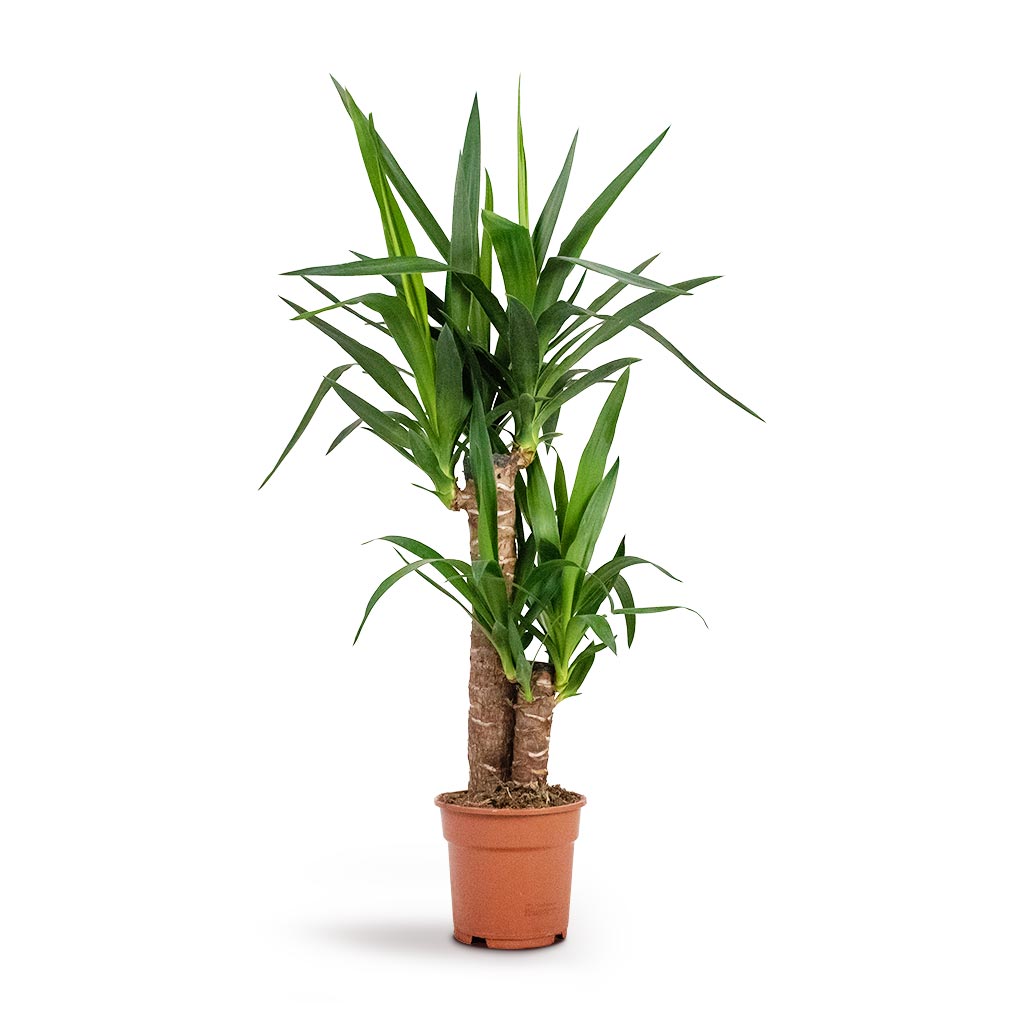 Yucca elephantipes Houseplant - Spineless Yucca Indoor Plant