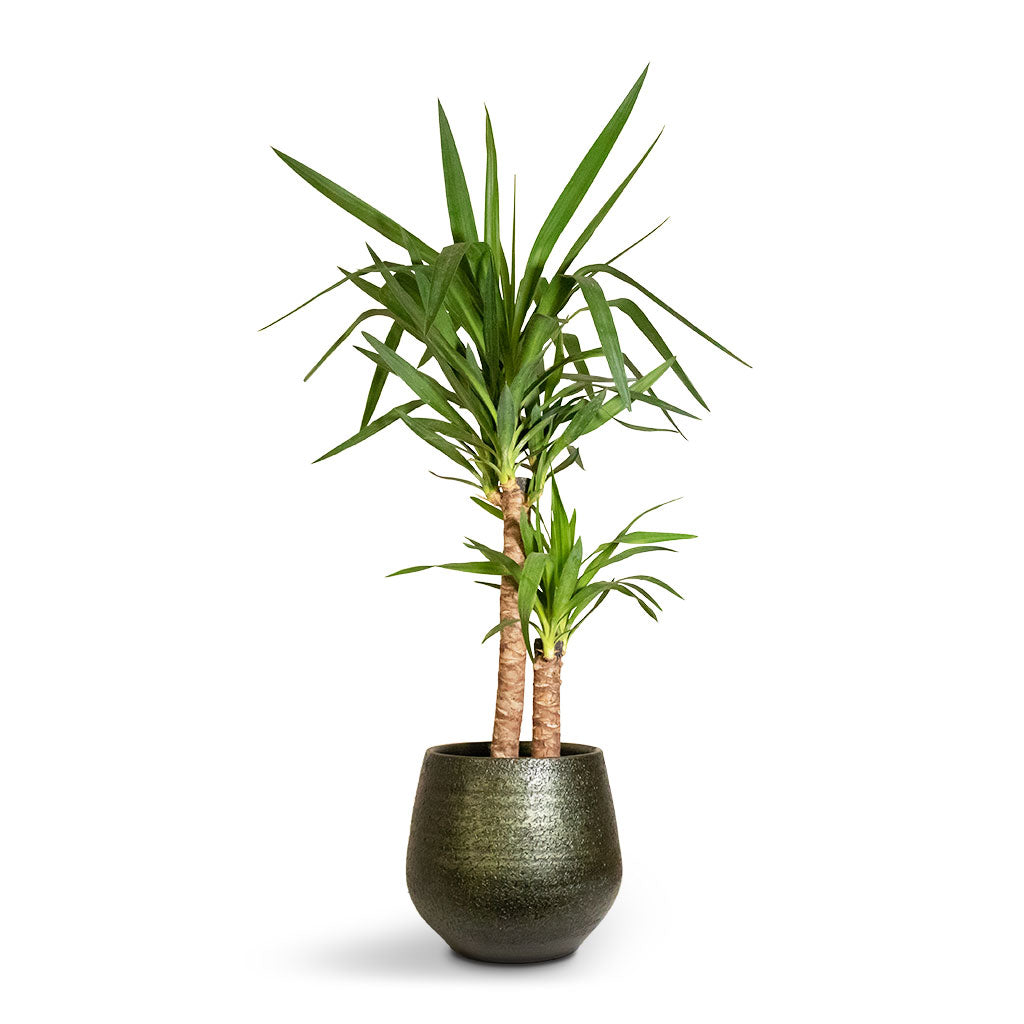 Yucca elephantipes - Spineless Yucca - 21 x 95cm (2 stems) & Noor Plant Pot - Velvet Green