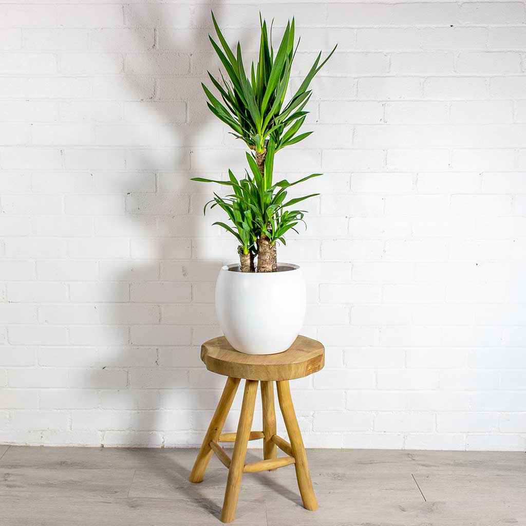 Yucca elephantipes Spineless Yucca & Cresta Plant Pot - Pure White