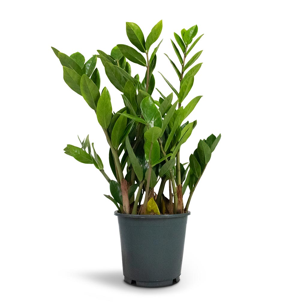 Zamioculcas zamiifolia - ZZ Plant
