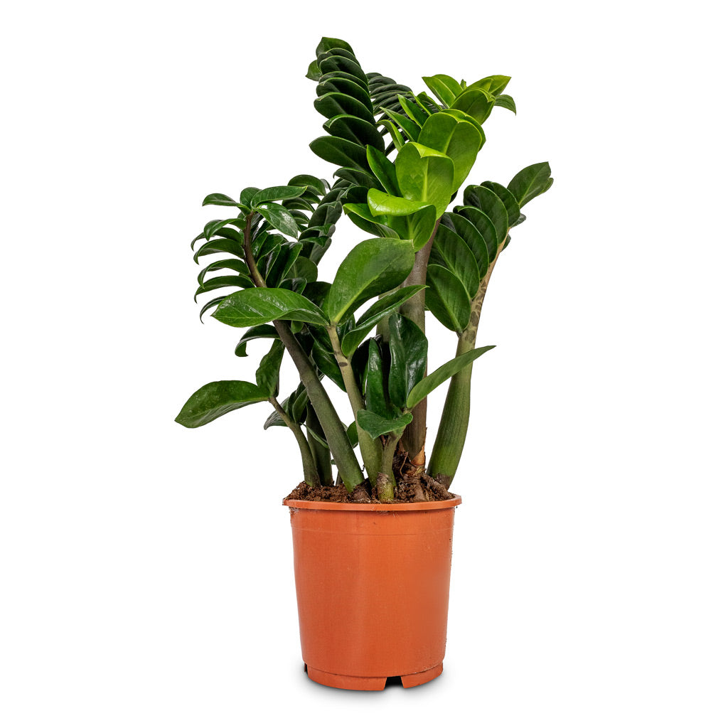 Zamioculcas zamiifolia Zenzi - Zenzi ZZ Plant