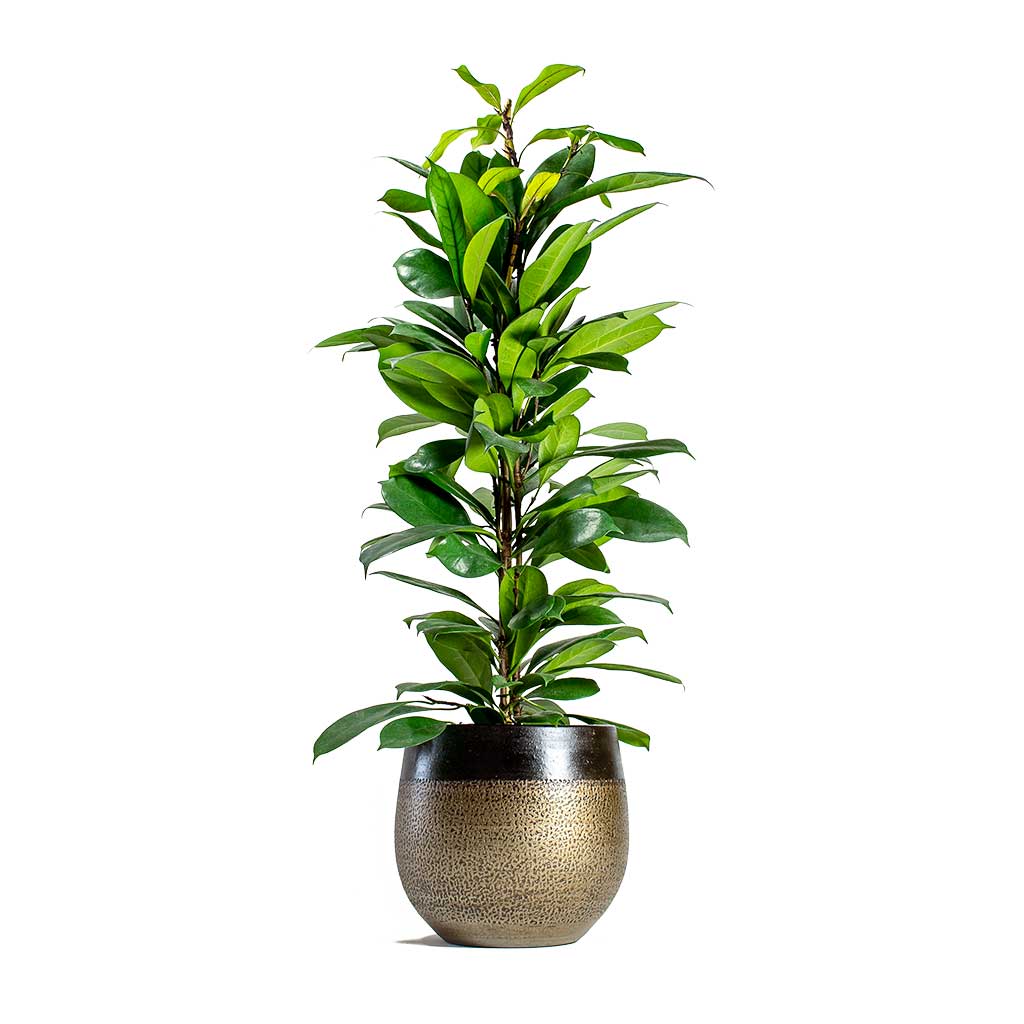 Mya Deep Champagne Plant Pot & Ficus cyathistipula - African Fig