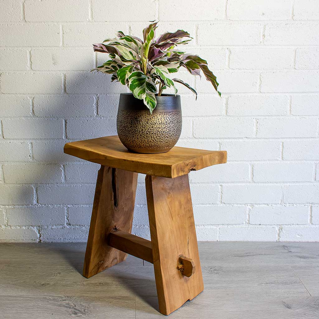 Mya Deep Champagne Plant Pot & Calathea Fusion White