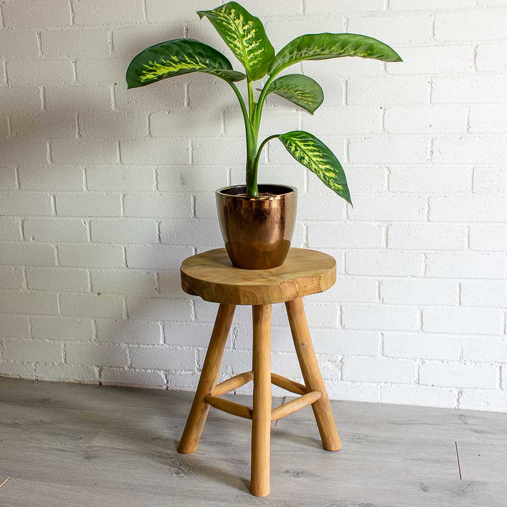 Sven Gold Plant Pot & Dieffenbachia seguine Tropic Snow Dumb Cane