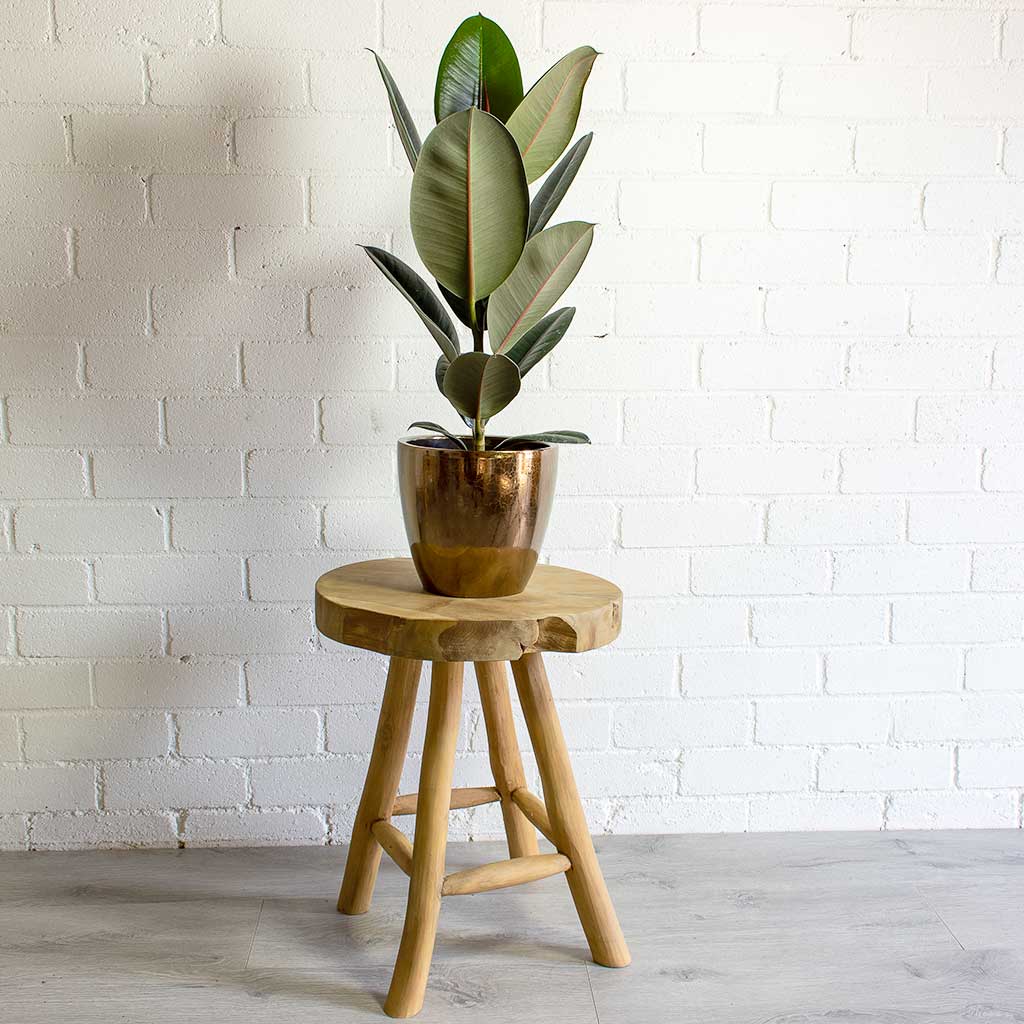 Sven Gold Plant Pot & Ficus elastica Abidjan Rubber Plant
