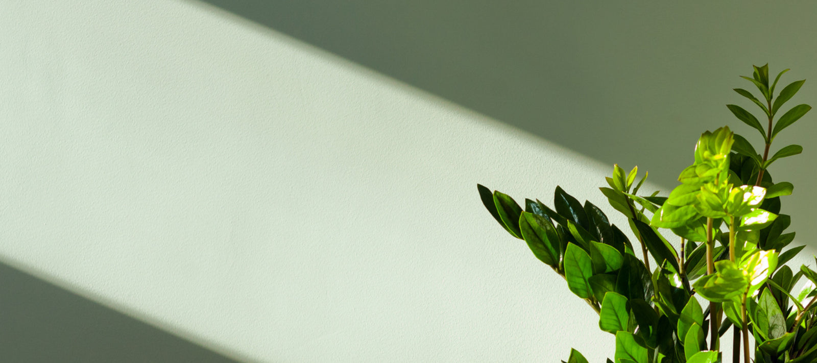 Thriving Transition: Acclimatising Houseplants to New Environments