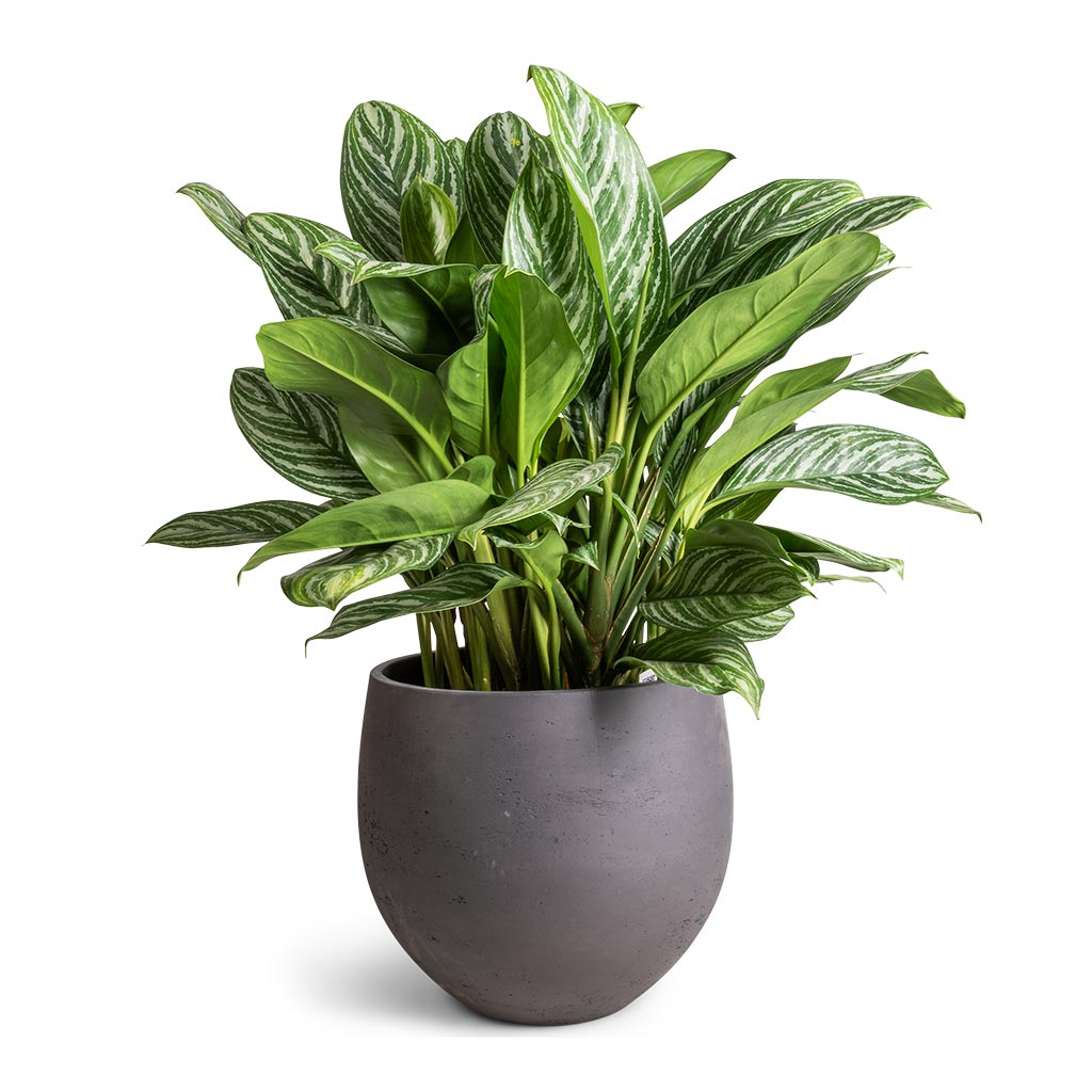 Aglaonema Chinese Evergreen Maintenance & Care Checklist