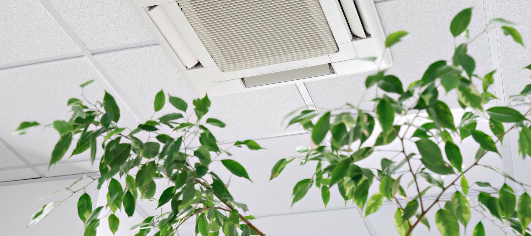 Breathe Life Into Your Workspace – Improving Indoor Air Quality With Plants