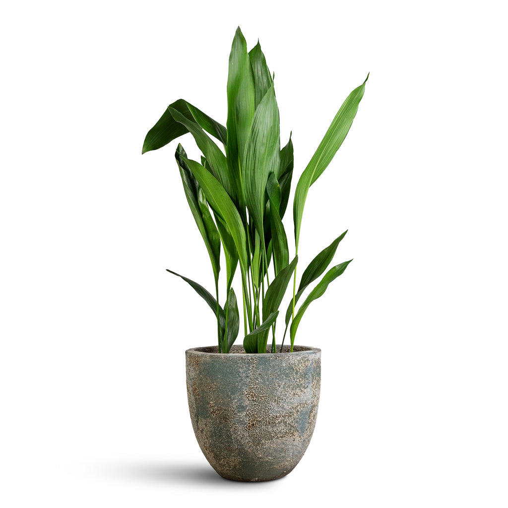 Aspidistra Maintenance & Care Checklist