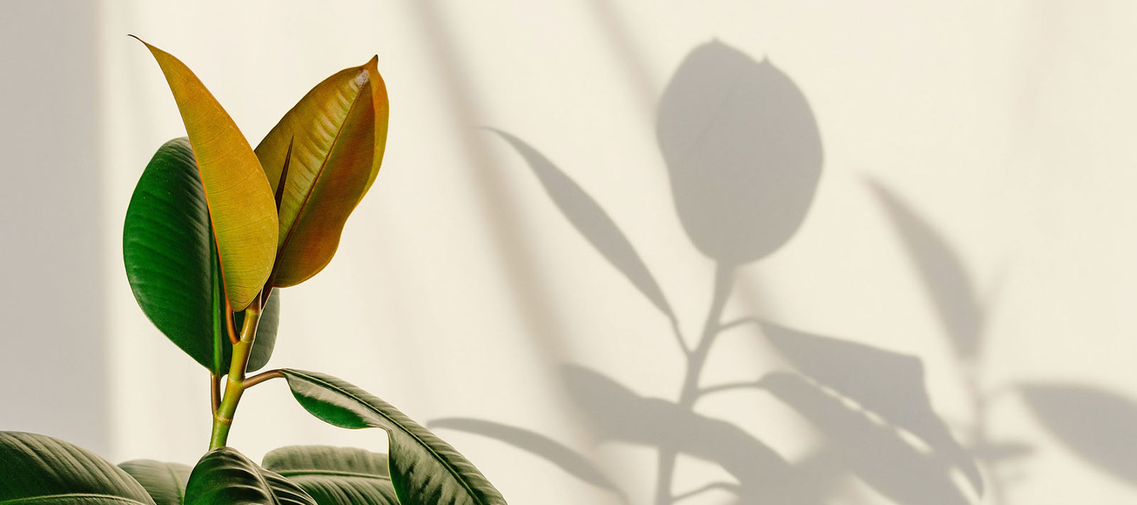 The Big Seasonal Shift - Getting Your Houseplants Ready For Autumn