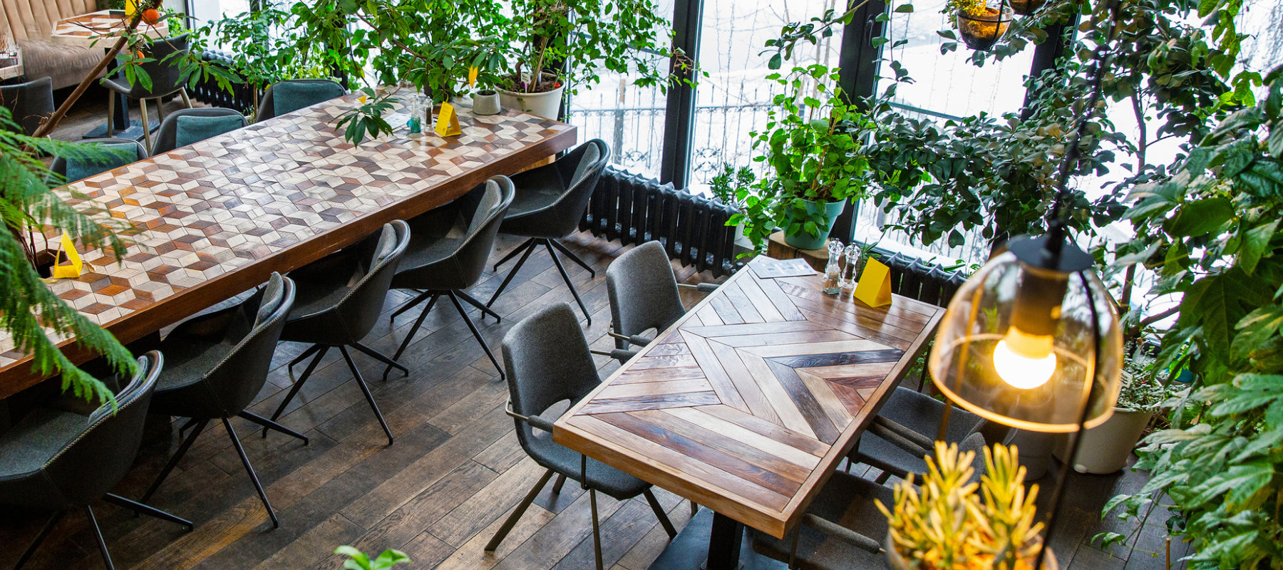 Trending Plants For Cafe & Restaurant Interiors - HORTOLOGY
