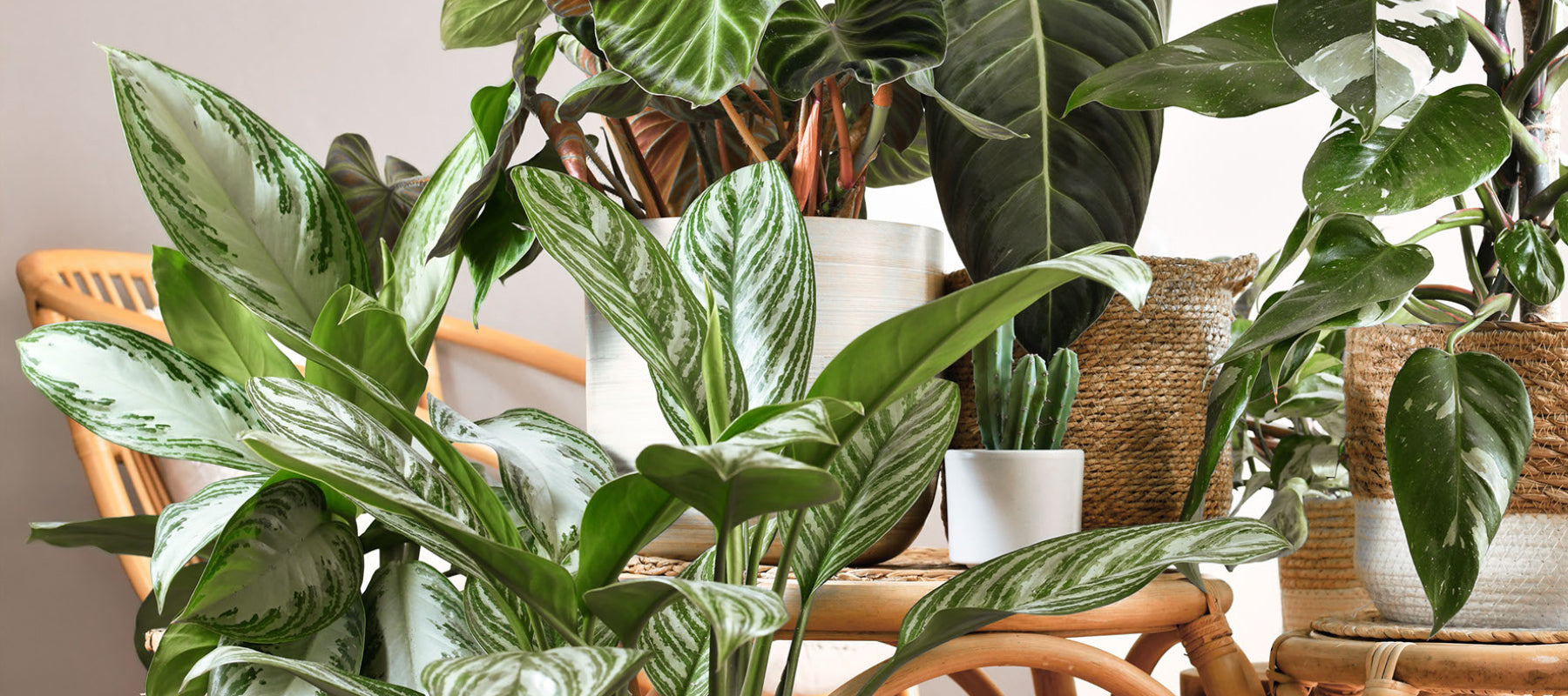 How To Choose The Right Houseplants For Your Living Space