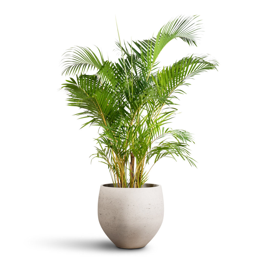 Areca Palm Maintenance & Care Checklist