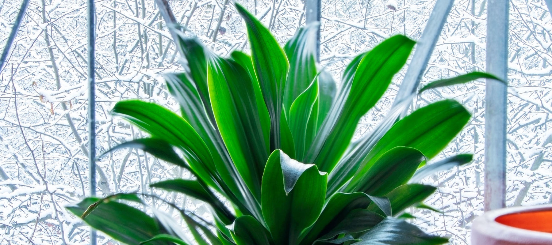 Hardy Houseplants: Cold Tolerant Indoor Plants For Winter Weather