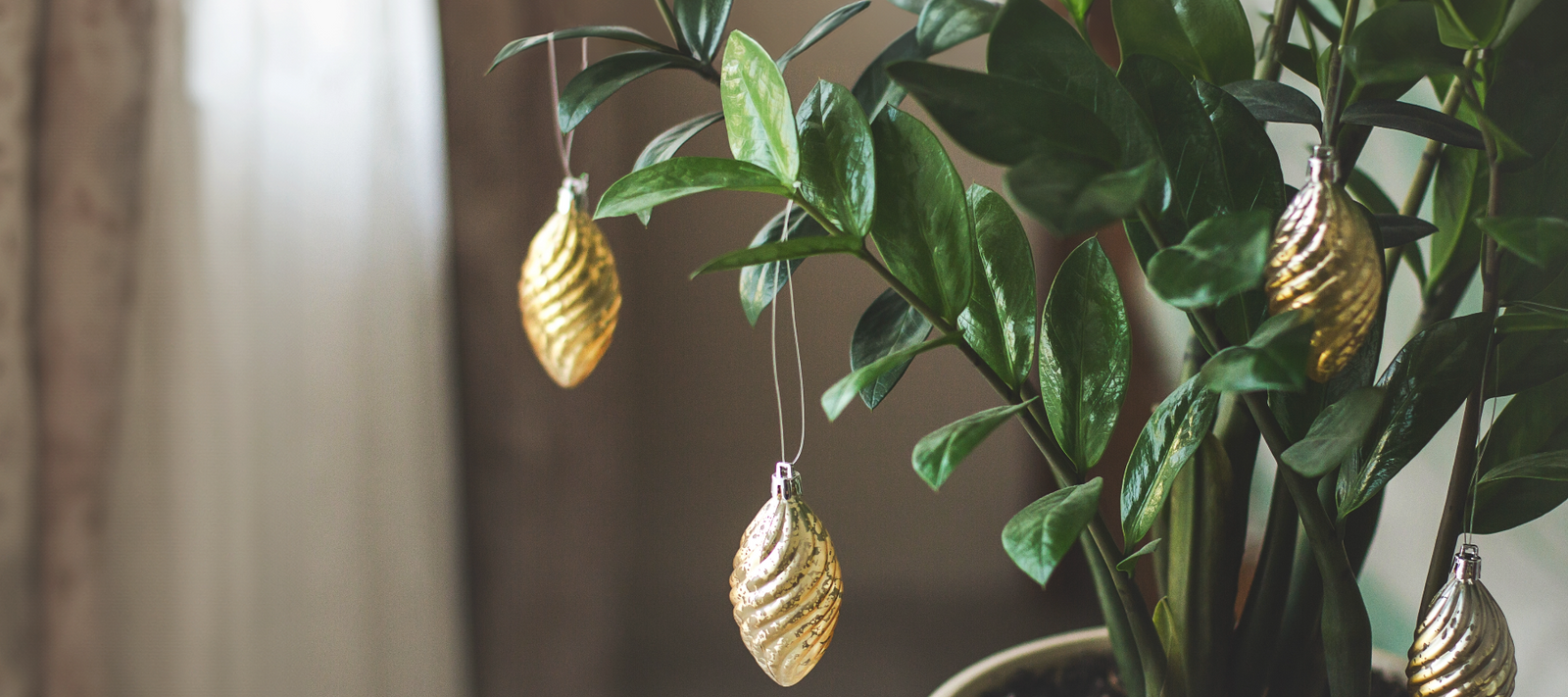 Winter Wonderland: Hosting with Houseplants in Style