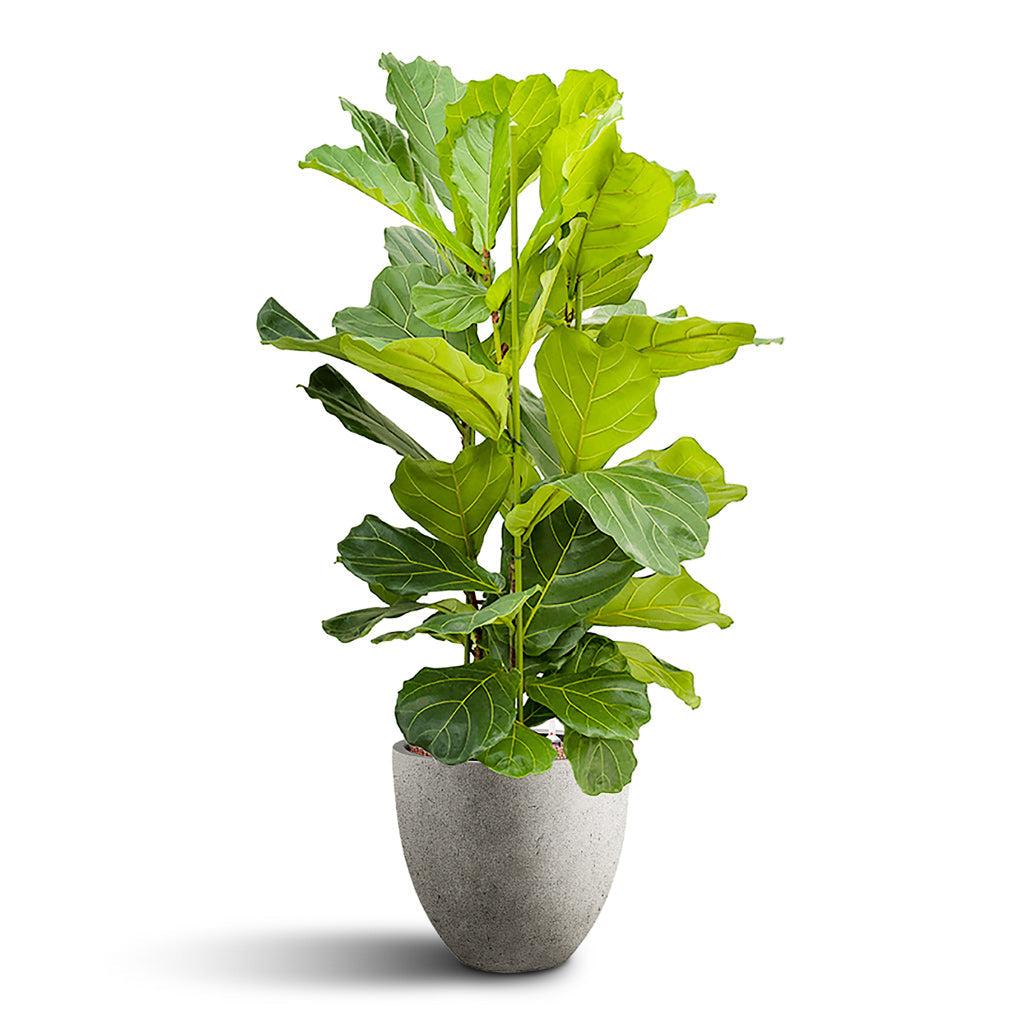 Ficus lyrata Maintenance & Care Checklist