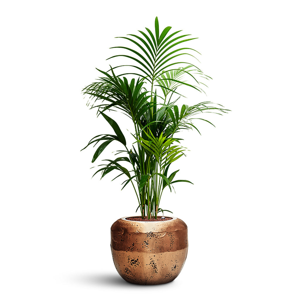 Kentia Palm Maintenance & Care Checklist